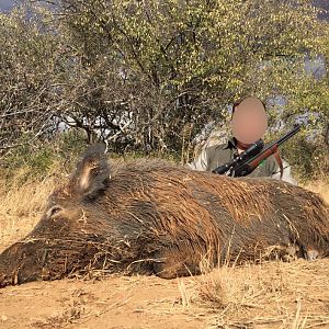 Hunting Boar South Africa