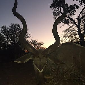 South Africa Kudu Hunting