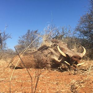 South Africa Warthog Hunt