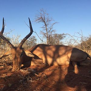 Hunting Impala South Africa