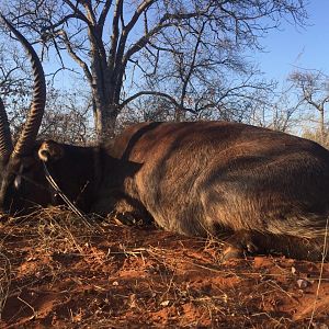 Waterbuck South Africa Hunt