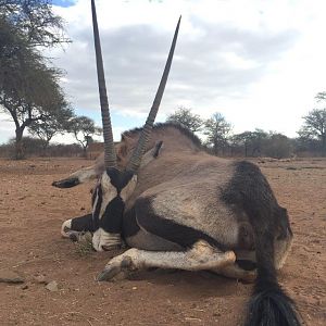 Hunt Gemsbok South Africa