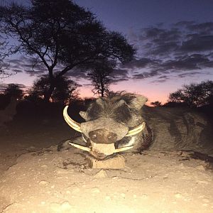 South Africa Warthog Hunt