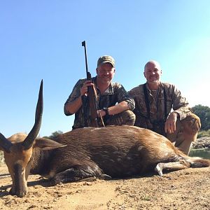 Bushbuck  Hunting South Africa