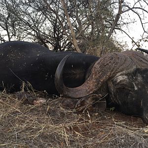 Hunting Cape Buffalo South Africa