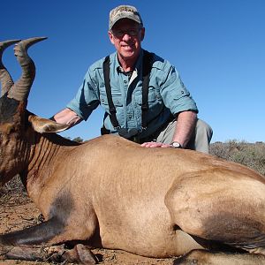 Red Hartebeest