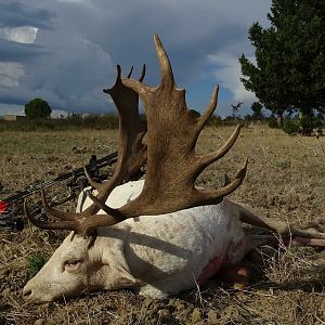 Bow Hunting White Fallow Deer