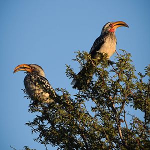 Hornbill