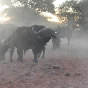 Buffalo in the mist