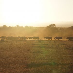 Cape Buffalo herd Leaving the waterhole