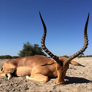 Hunting Impala South Africa