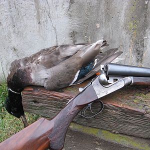 Bird Hunting with Ithaca Lewis 10 gauge 2 7/8" with bismuth handloads