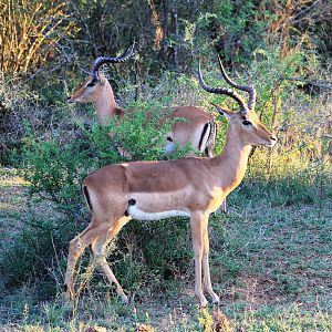 Impala Rams