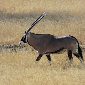 Gemsbok