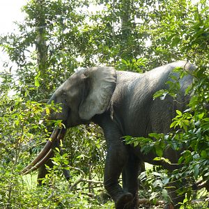 Forest bull Elephant (Loxodonta cyclotis) in the Gabonese forest