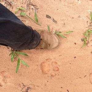 Leopard track in the Gabonese forest