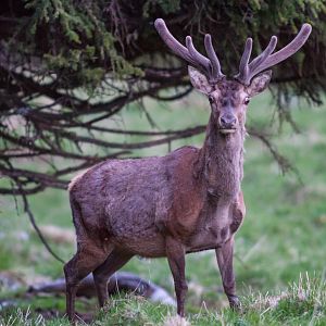 Elk in Switzerland