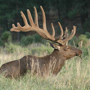 Elk