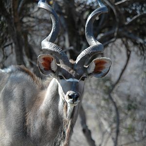 Kudu