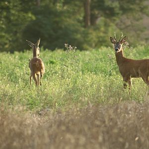 Roe Deer