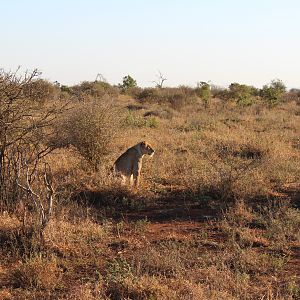 Kruger National Park South Africa Lioness