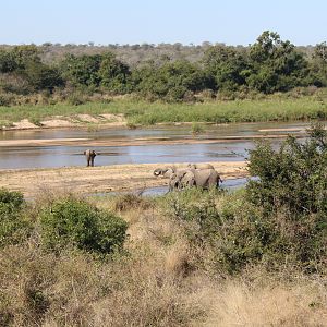 Elephant in the Kruger National Park South Africa