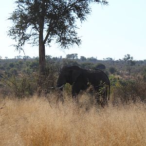 South Africa Elephant Kruger National Park