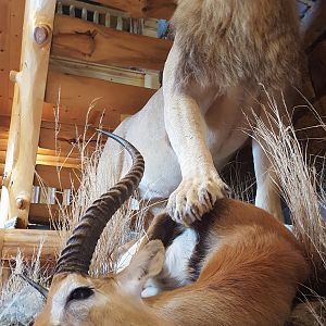 Lion & Lechwe Full Mount Taxidermy