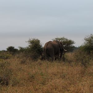 Kruger Tusker