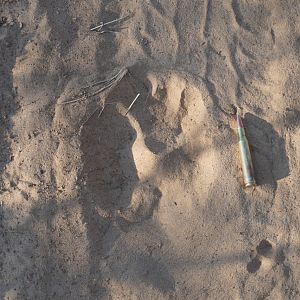 Lion Track