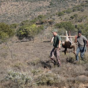 Fallow Deer South Africa Hunt