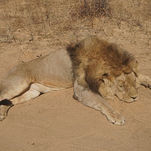 Hunting Lion in South Africa