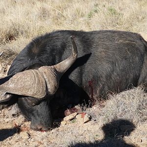 Hunting Buffalo South Africa