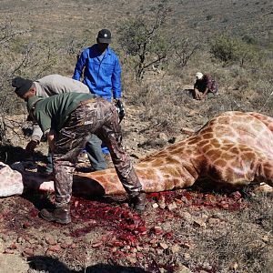 South Africa Giraffe Hunt