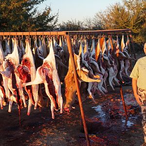 Springbok Cull Hunting South Africa