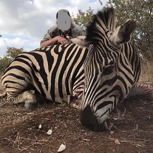 Zimbabwe Burchell's Plain Zebra Hunting