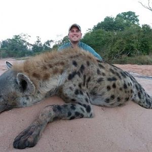 Spotted Hyena Zimbabwe Hunt