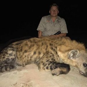 Spotted Hyena Zimbabwe Hunt