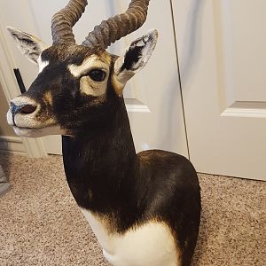 Blackbuck Shoulder Mount Taxidermy