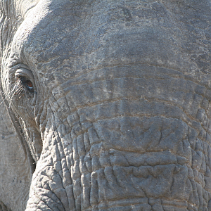 Elephant Close Up