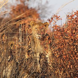 Zambia Lion