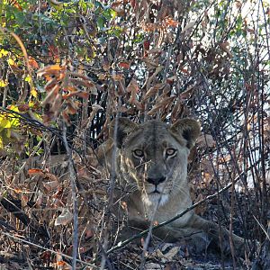 Zambia Lioness