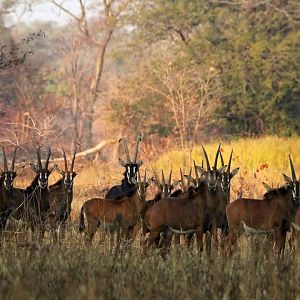 Sable Antelope in Zambia