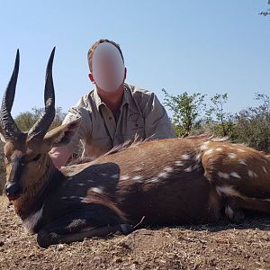 Bushbuck Matetsi Zimbabwe Hunting