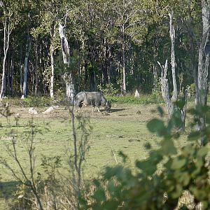 Northern Territory Asiatic Water Buffalo Arnhem Land Australia