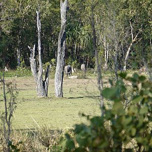 Australia Arnhem Land Northern Territory Asiatic Water Buffalo