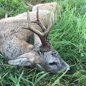 Poland Hunt Roe Buck