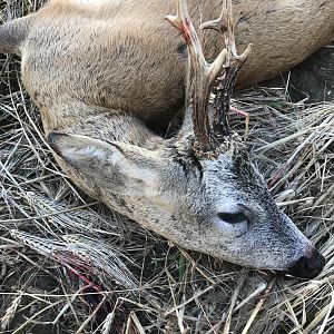 Roe Buck Poland Hunting