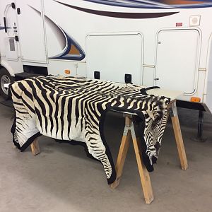 Burchell's Plain Zebra Back Skin Taxidermy