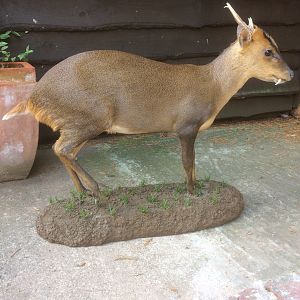 Muntjac Full Mount Taxidermy